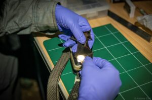 GCOI_Antoine-Ede_Manipulation-Petit-Molosse-de-La-Réunion-par-operateur-habilite