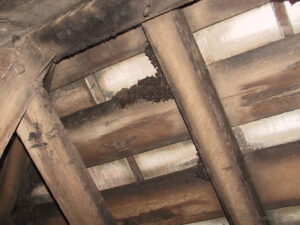 GCOI_Eric-Buffard_Petit-Molosse-de-La-Reunion-dans-charpente