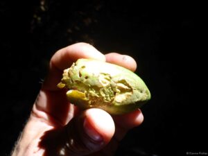 GCOI_Etienne-Prolhac_Badame