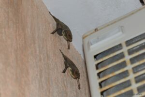 GCOI_Frederic-Blanc_Taphien-de-Maurice-sur-facade-maison