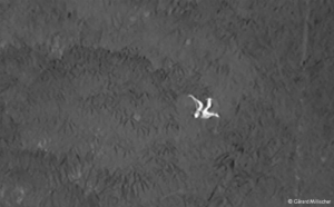 GCOI_Gerard-Millischer_Roussette-noire-avec-jumelles-thermiques-SAFRAN