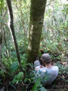 GCOI_Gildas-Monnier_Prospection-pour-description-des-arbres-frequentes-par-les-roussettes-suivies-