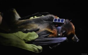 GCOI_Leo-Broudic_Roussette-noire-avec-balise-GPS