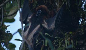 GCOI_Leo-Broudic_Roussette-noire-equipee-de-balise-GPS