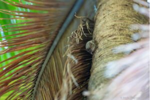 GCOI_Lorien-Boujot_Taphien-de-Maurice-sur-cocotier-Grande-Glorieuse-1