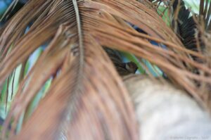 GCOI_Lorien-Boujot_Taphien-de-Maurice-sur-cocotier-Grande-Glorieuse-2