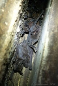 GCOI_Petit-Molosse-de-La-Reunion-Joint-de-dilatation