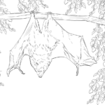 Roussette de Rodrigues-coloriage