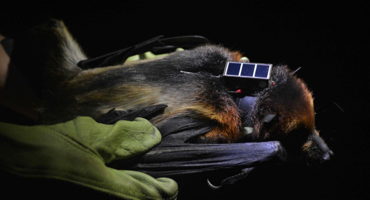 GCOI_Leo-Broudic_Roussette-noire-avec-balise-GPS