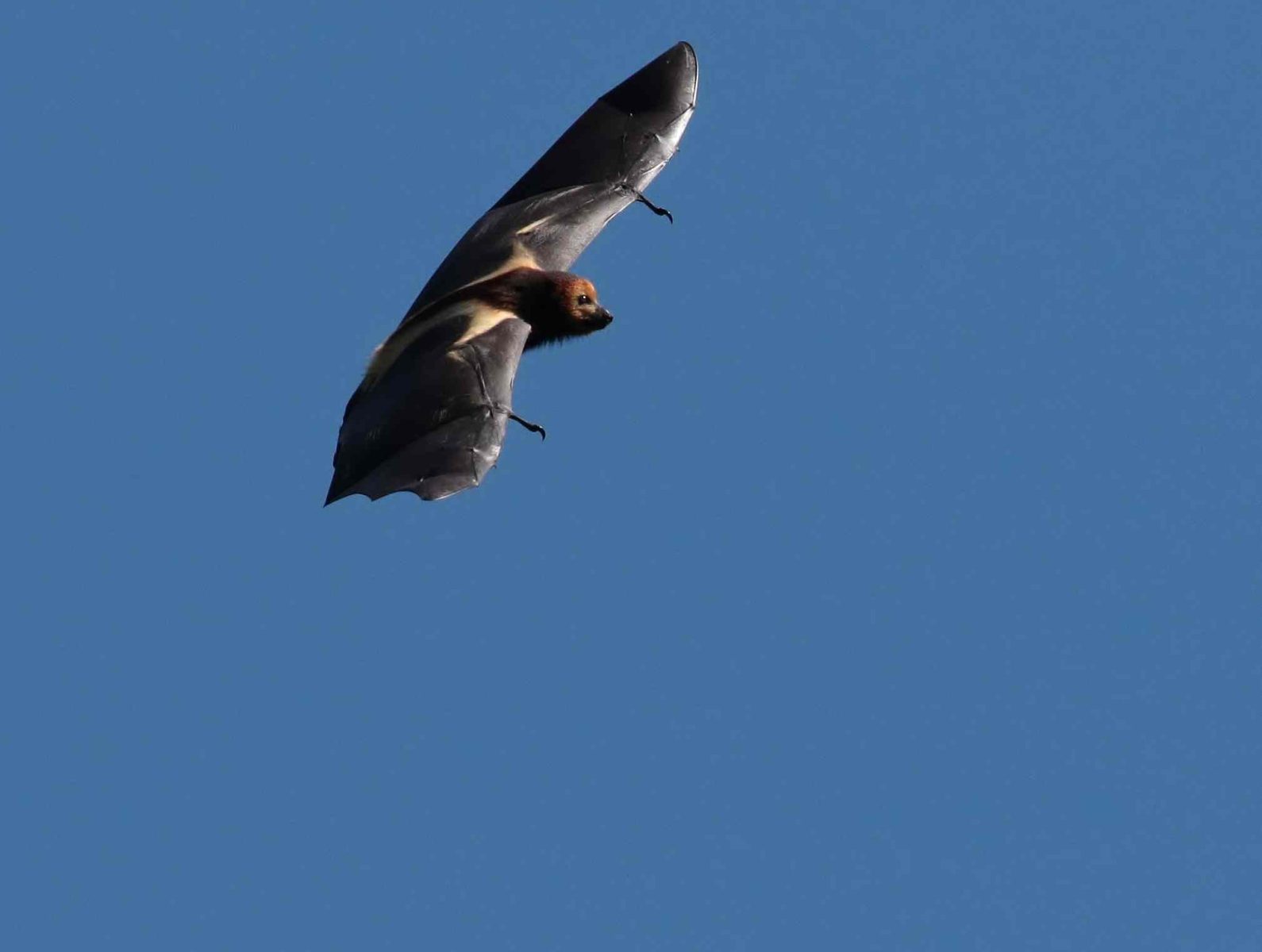 GCOI_Sarah-Caceres-Jean-Noel-Jasmin_Roussette-noire-en-vol